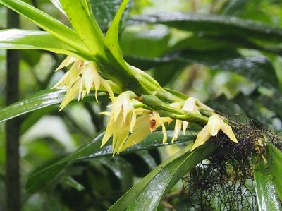 Maxillaria parvilabia, photographed by Lena Struwe
