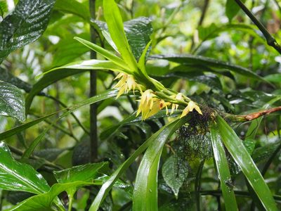 Maxillaria parvilabia, photographed by Lena Struwe