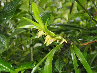 Maxillaria parvilabia, photographed by Lena Struwe