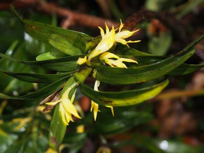 Maxillaria parvilabia, photographed by Lena Struwe