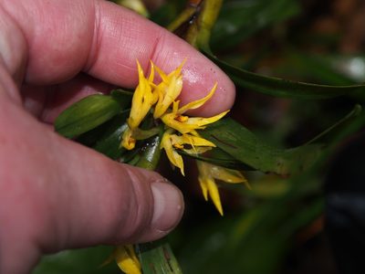 Maxillaria parvilabia, photographed by Lena Struwe