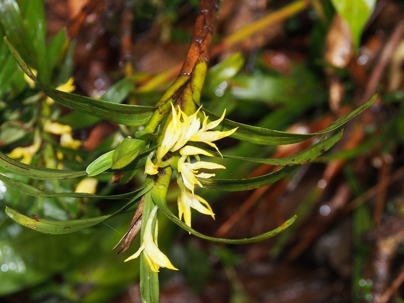 Maxillaria parvilabia, photographed by Lena Struwe