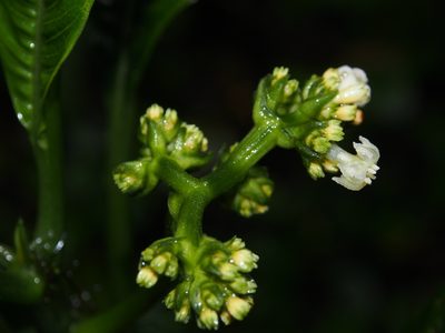 Notopleura aggregata, photographed by Lena Struwe