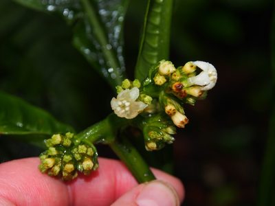 Notopleura aggregata, photographed by Lena Struwe