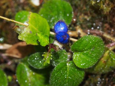 Coccocypselum cordifolium, photographed by Lena Struwe