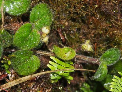 Coccocypselum cordifolium, photographed by Lena Struwe