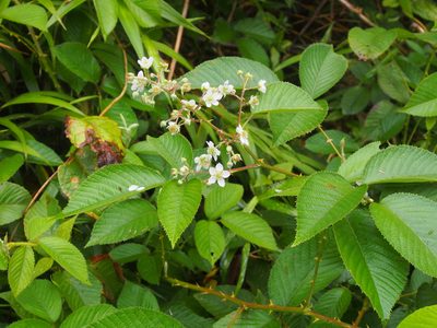 Rubus urticifolius, photographed by Lena Struwe