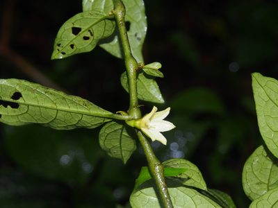 Cuatresia riparia, photographed by Lena Struwe
