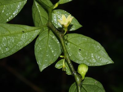 Cuatresia riparia, photographed by Lena Struwe