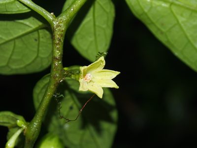 Cuatresia riparia, photographed by Lena Struwe