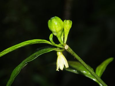 Cuatresia riparia, photographed by Lena Struwe