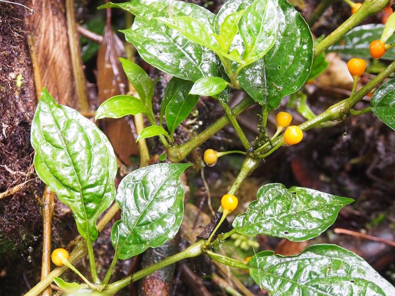 Witheringia meiantha, photographed by Lena Struwe
