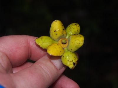 Guatteria oliviformis, photographed by Lena Struwe