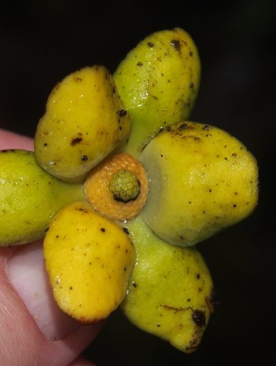 Guatteria oliviformis, photographed by Lena Struwe