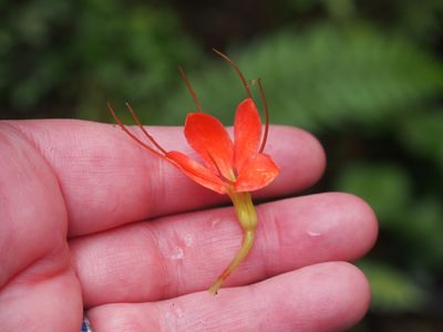 Cleome decipiens, photographed by Lena Struwe