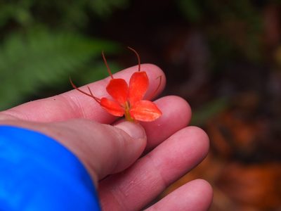 Cleome decipiens, photographed by Lena Struwe