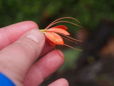 Cleome decipiens, photographed by Lena Struwe