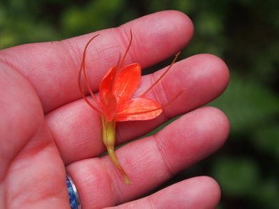 Cleome decipiens, photographed by Lena Struwe