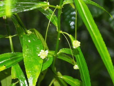Pilea angustifolia, photographed by Lena Struwe