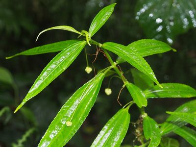 Pilea angustifolia, photographed by Lena Struwe