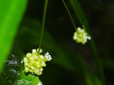 Pilea angustifolia, photographed by Lena Struwe