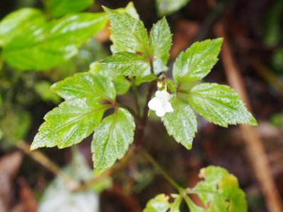 Cardamine fulcrata, photographed by Lena Struwe