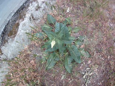 Beta trigyna, photographed by Михаил Орлов