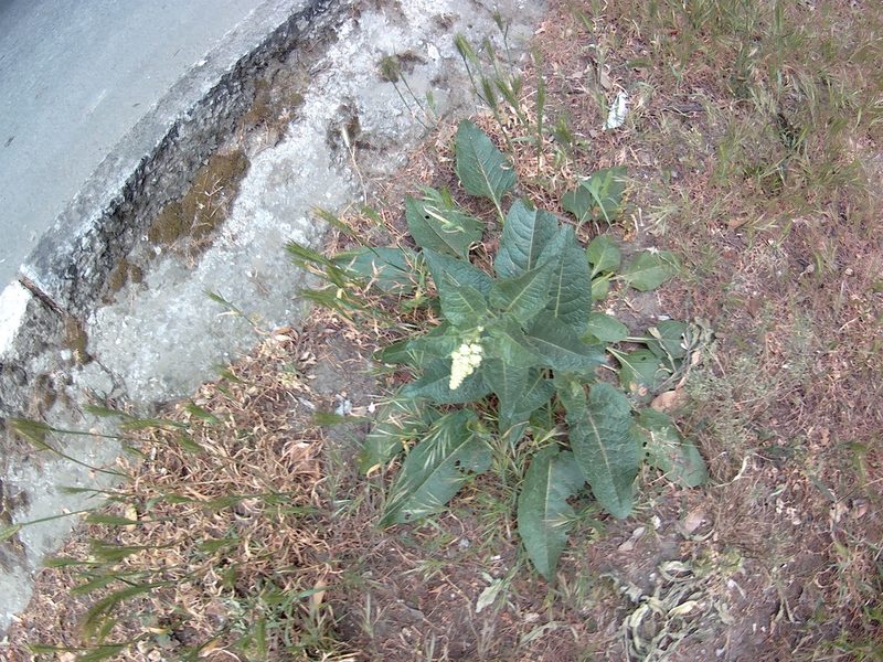 Beta trigyna, photographed by Михаил Орлов