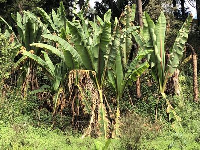 Ensete ventricosum, photographed by Grete Pasch
