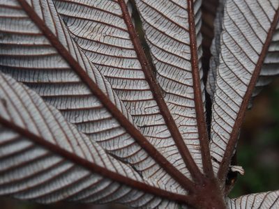 Cecropia angustifolia, photographed by Lena Struwe