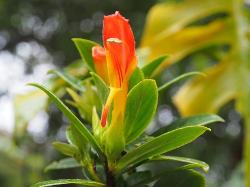 Columnea lepidocaula, photographed by Lena Struwe