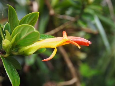 Columnea lepidocaula, photographed by Lena Struwe