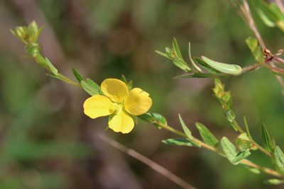 Ludwigia maritima, photographed by Lauren McLaurin
