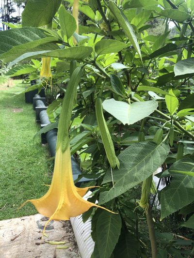 Brugmansia versicolor, photographed by Grete Pasch