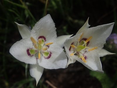 Calochortus lyallii, photographed by Nolan Exe