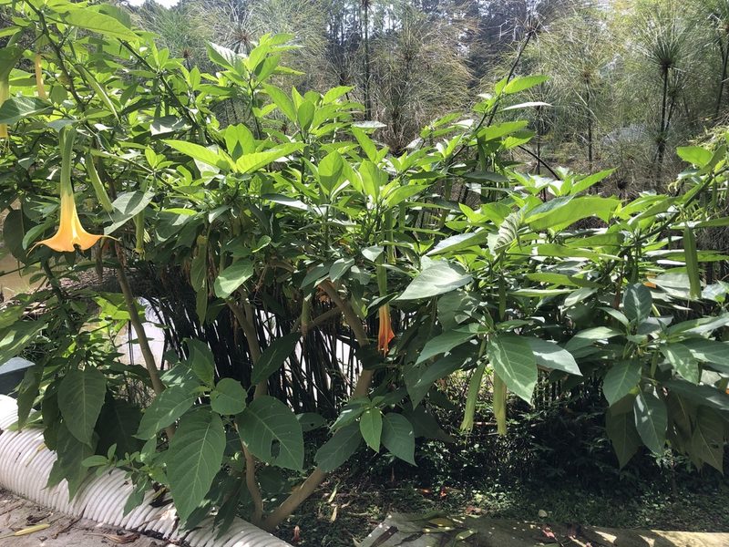Brugmansia versicolor, photographed by Grete Pasch