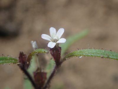 Collomia tenella, photographed by Nolan Exe