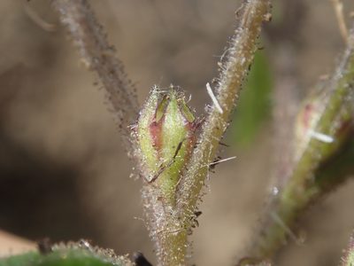 Collomia tenella, photographed by Nolan Exe