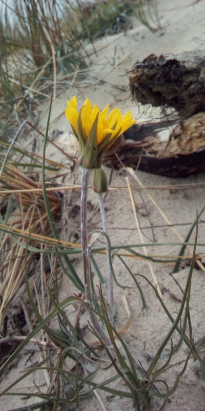 Tragopogon heterospermus, photographed by Paulius Rupšas