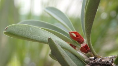 Specklinia tribuloides, photographed by Victor De la Cruz