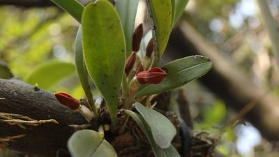 Specklinia tribuloides, photographed by Victor De la Cruz