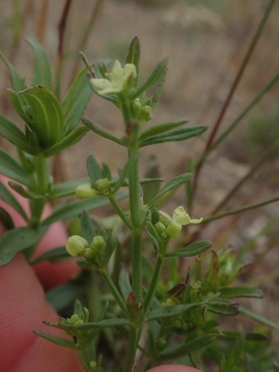 Galium serpenticum, photographed by Nolan Exe