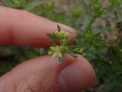 Galium serpenticum, photographed by Nolan Exe