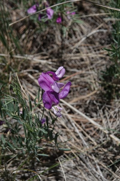 Lathyrus decaphyllus, photographed by Colin Croft