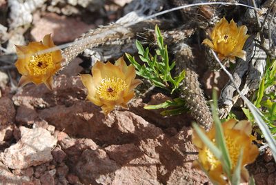 Pterocactus tuberosus, photographed by Luciano Massa