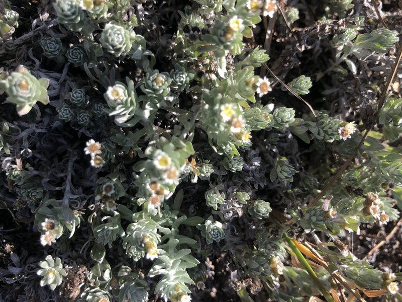 Gnaphalium declinatum, photographed by Sean Privett