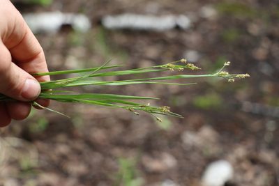 Luzula pallescens, photographed by Nina Filippova