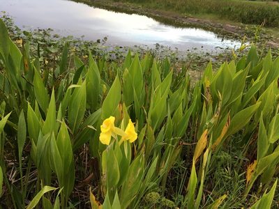 Canna flaccida, photographed by Darren Oh