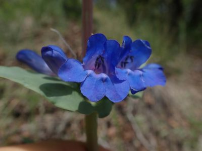 Penstemon cyananthus, photographed by Mitch Van Dyke