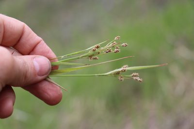 Luzula pallescens, photographed by Nina Filippova